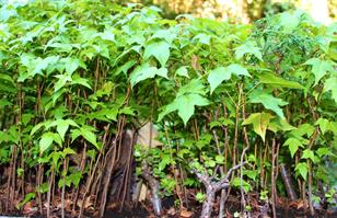 Daniel pavon cuellar miniature forest ecospheres  cfr4