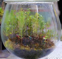 Daniel pavon cuellar miniature forest ecospheres dfghyt67