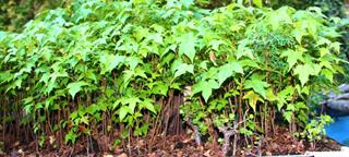 daniel pavon cuellar miniature forest dapacu 2014 56